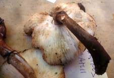 Anlaufender Egerlingsschirmling, Foto 22