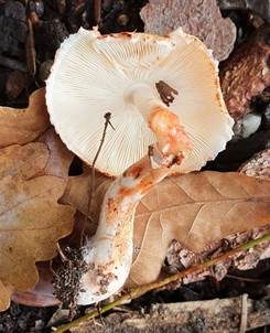 Anlaufender Egerlingsschirmling, Foto 5
