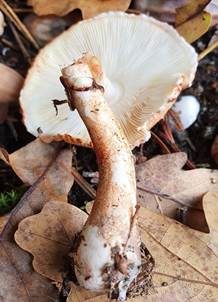 Anlaufender Egerlingsschirmling, Foto 6