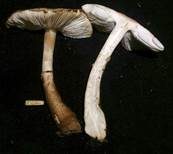 Anlaufender Egerlingsschirmling, Foto 8