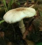 Anlaufender Egerlingsschirmling, Foto 9