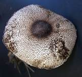 Anlaufender Egerlingsschirmling, Foto 10