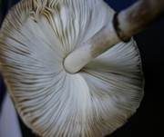 Anlaufender Egerlingsschirmling, Foto 11
