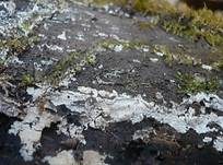 Brinkmanns Schütterzahn, Foto 5