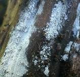 Brinkmanns Schütterzahn, Foto 9