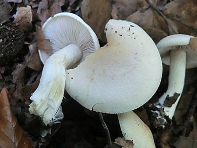 Bruchstielfälbling, Foto 3