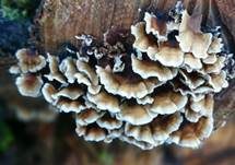 Buchenader-Zähling, Foto 41