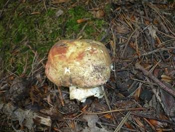 Buchenheringstäubling, Foto 2