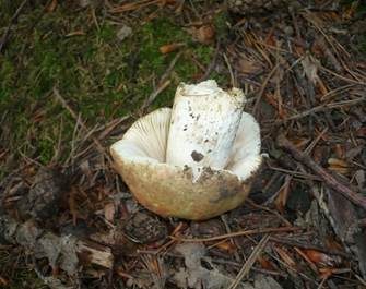 Buchenheringstäubling, Foto 3
