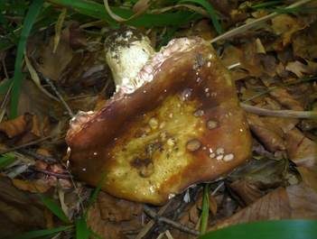 Buchenheringstäubling, Foto 4
