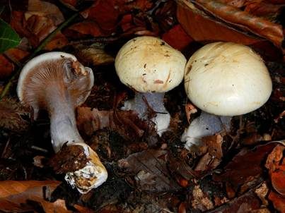 Buchen-Klumpfuß, Foto 3