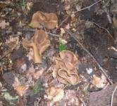 Buchenwaldbecherling, Foto 28