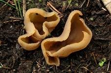 Buchenwaldbecherling, Foto 7