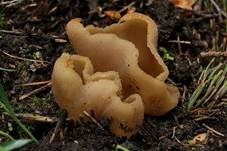 Buchenwaldbecherling, Foto 8