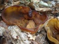 Buchenwaldbecherling, Foto 9