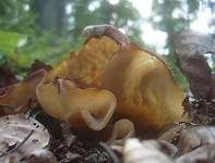 Buchenwaldbecherling, Foto 11