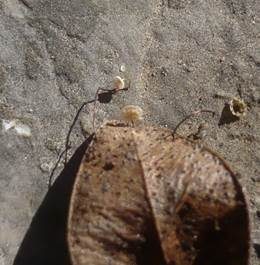 Buchsblattschwindling, Foto 4