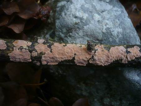 Buchs-Zystidenrindenpilz, Foto 4