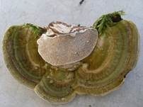 Buckeltramete, Foto 21