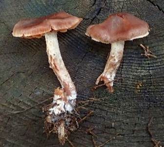 Buntstieliger Gürtelfuß, Foto 4