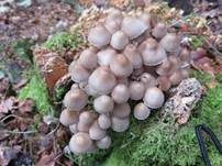 Buntstieliger Helmling, Foto 17
