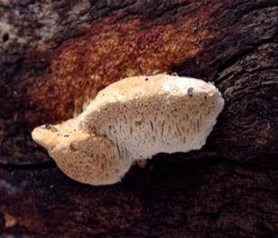 Apfelbaum-Braunfäuletramete, Foto 2