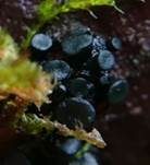 Büscheligen Tannenbecher, Foto 12