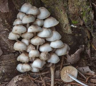 Büscheliger Familienfaserrübling, Foto 2