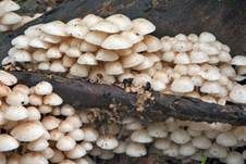 Büscheliger Familienfaserrübling, Foto 14