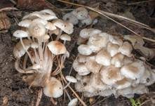 Büscheliger Familienfaserrübling, Foto 15