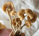 Büscheliger Familienfaserrübling, Foto 17