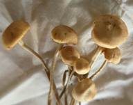 Büscheliger Familienfaserrübling, Foto 18