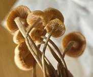 Büscheliger Familienfaserrübling, Foto 19