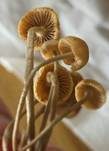 Büscheliger Familienfaserrübling, Foto 20