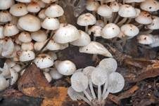 Büscheliger Familienfaserrübling, Foto 6