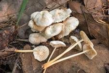 Büscheliger Familienfaserrübling, Foto 9