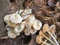 Büscheliger Familienfaserrübling, Foto 11