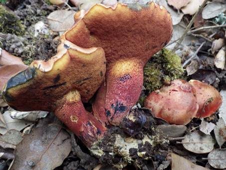 Büscheliger Hexenröhrling, Foto 2