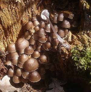 Büscheliger Nitrathelmling, Foto 2