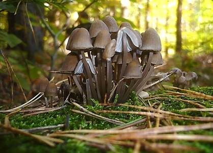 Büscheliger Nitrathelmling, Foto 3