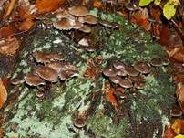 Büscheliger Nitrathelmling, Foto 21