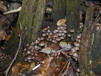 Büscheliger Nitrathelmling, Foto 22