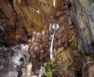 Büscheliger Nitrathelmling, Foto 7