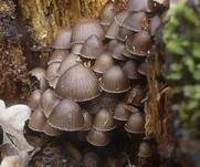 Büscheliger Nitrathelmling, Foto 8