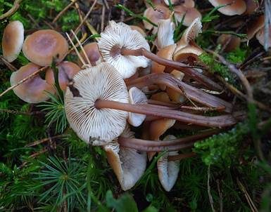 Büschelrübling, Foto 2
