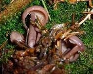 Büschelrübling, Foto 13