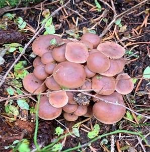 Büschelrübling, Foto 4