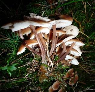 Büschelrübling, Foto 6