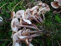 Büschelrübling, Foto 7