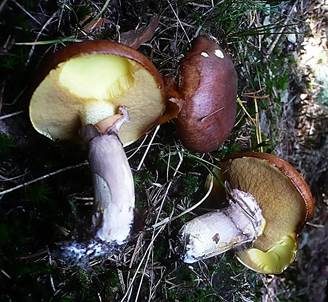 Butterröhrling, Foto 2